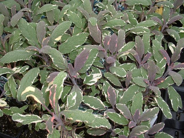 Salvia officinalis 'Tri-Color'